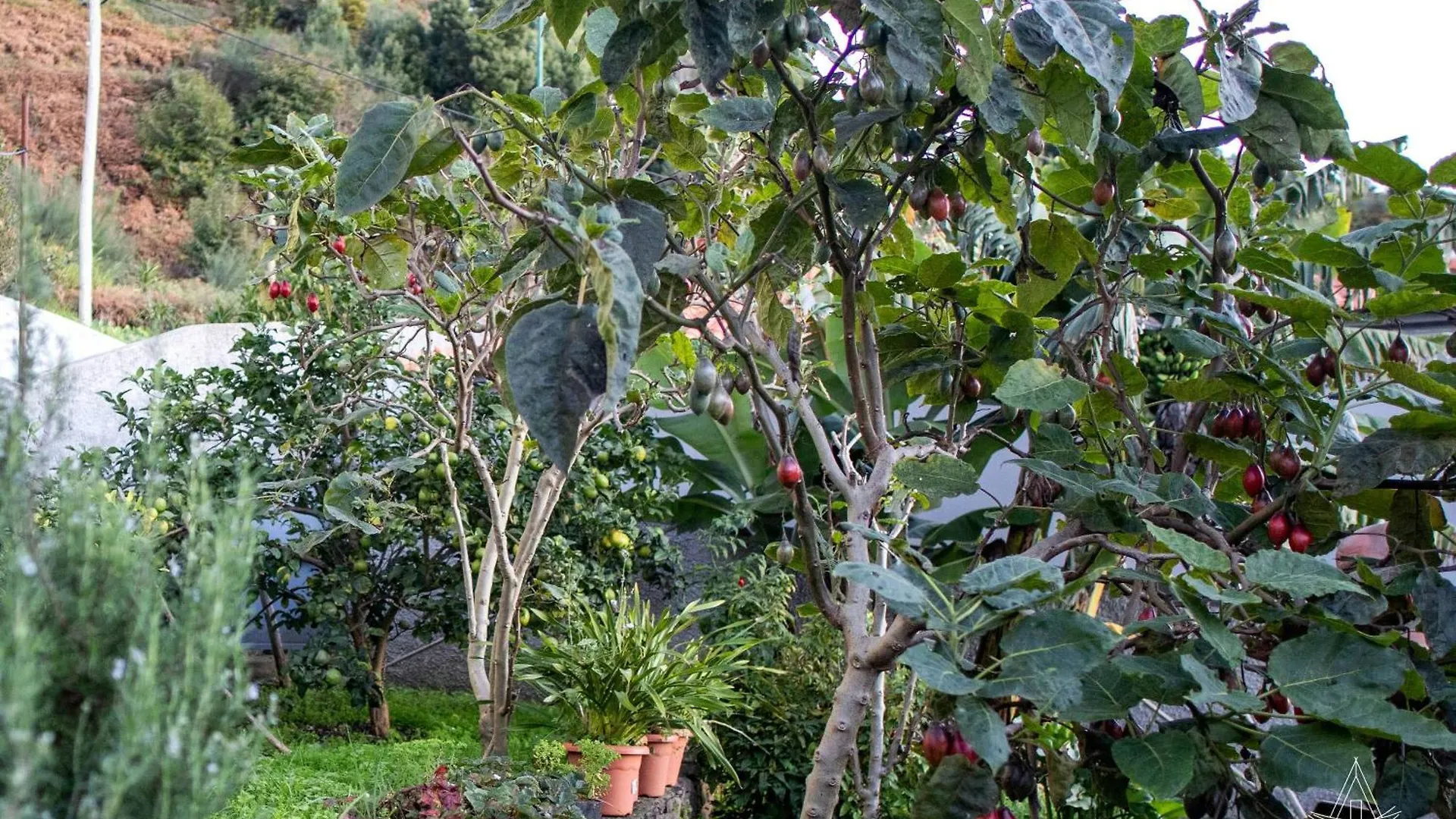 Villa Karibo By Escape To Madeira Achada de Cima